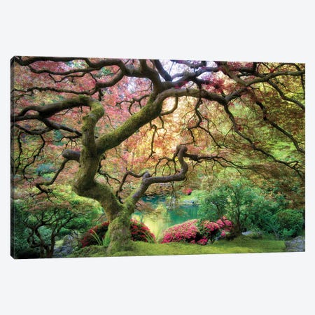 Japanese Maple Autumn Canvas Print #DEN1751} by Dennis Frates Canvas Art Print