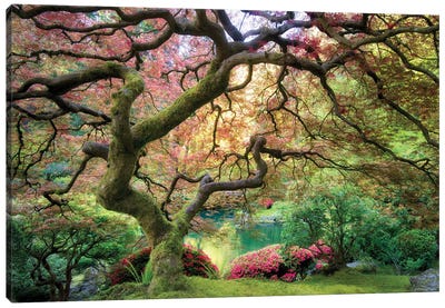 Japanese Maple Autumn Canvas Art Print - Dennis Frates