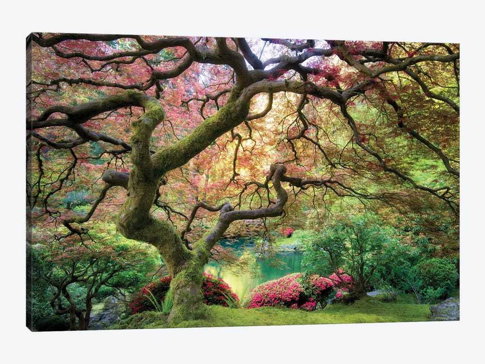 Japanese Maple Autumn by Dennis Frates 1-piece Canvas Art