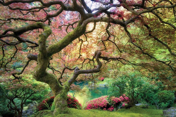 Japanese Maple Autumn