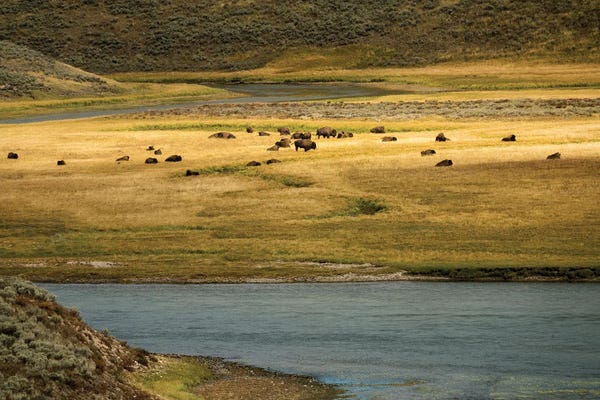 Bison & Buffaloes: Buffalo Meadow by Dennis Frates