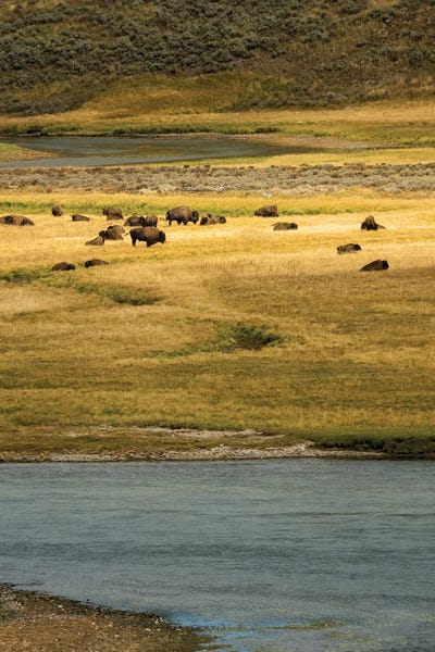 Bison & Buffaloes: Buffalo Meadow II by Dennis Frates