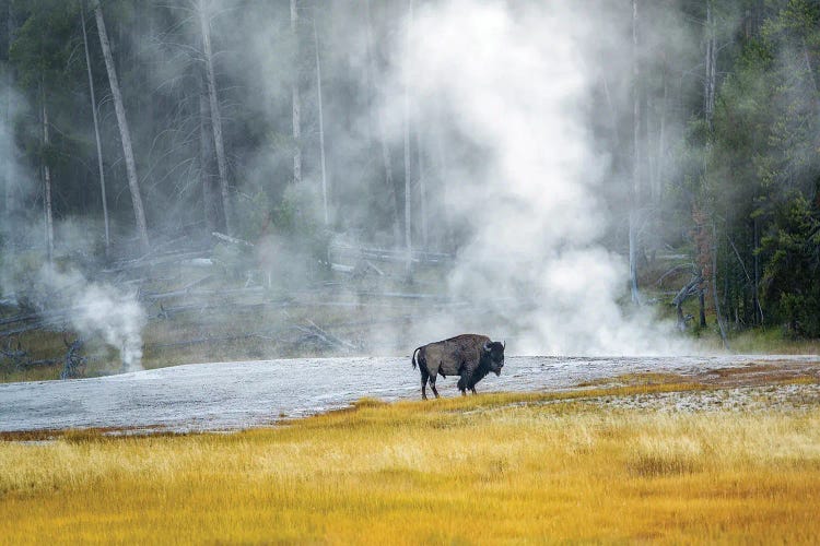 Buffalo At Thermal Pool