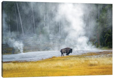 Buffalo At Thermal Pool Canvas Art Print - Dennis Frates