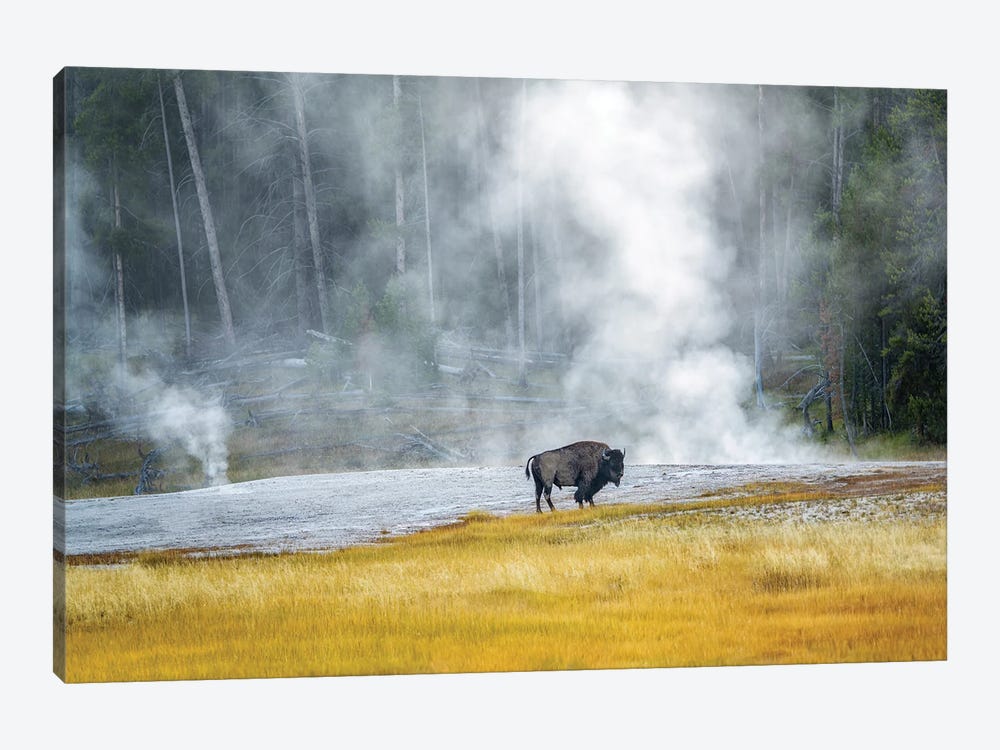 Buffalo At Thermal Pool by Dennis Frates 1-piece Art Print