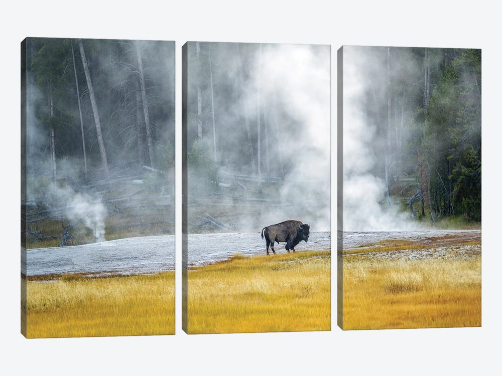 Buffalo At Thermal Pool by Dennis Frates 3-piece Canvas Print