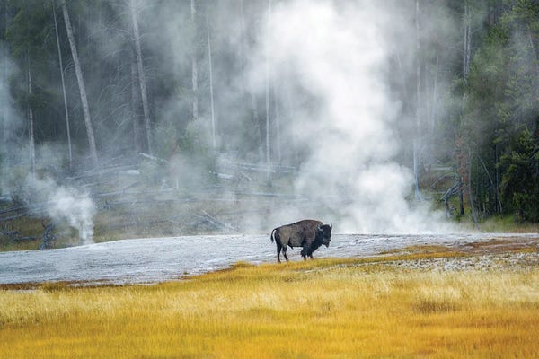 Bison & Buffaloes: Buffalo At Thermal Pool by Dennis Frates