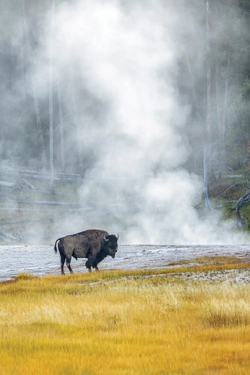 Buffalo At Thermal Pool II