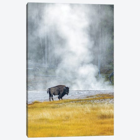 Buffalo At Thermal Pool II Canvas Print #DEN1755} by Dennis Frates Canvas Art