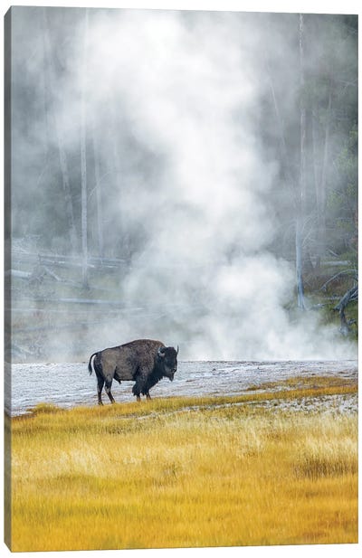 Buffalo At Thermal Pool II Canvas Art Print - Dennis Frates