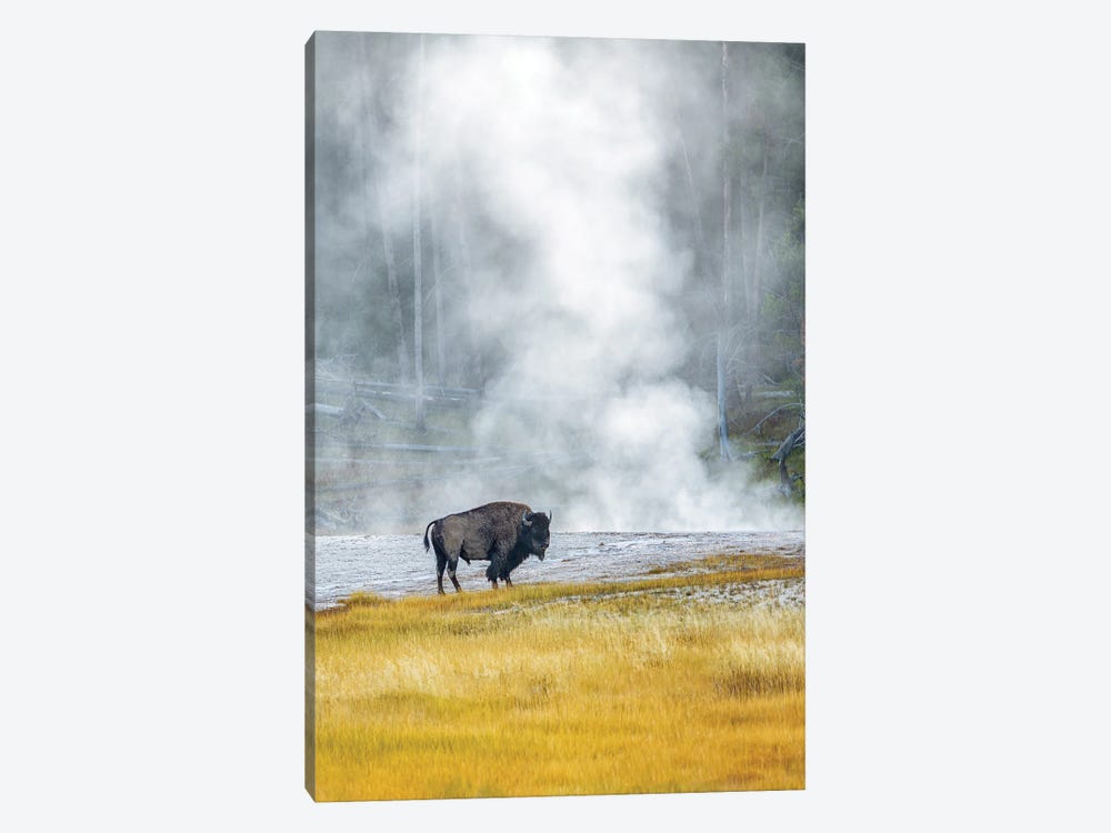 Buffalo At Thermal Pool II by Dennis Frates 1-piece Canvas Artwork
