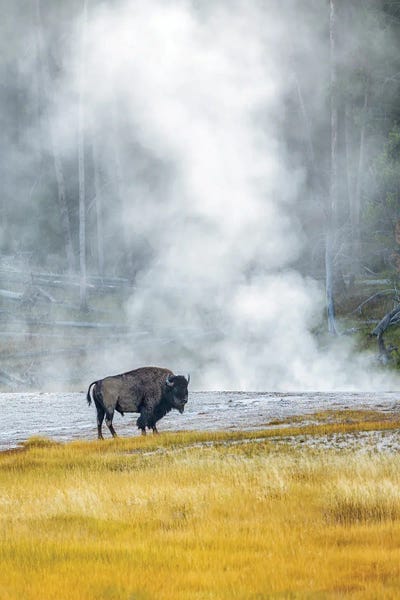 Bison & Buffaloes: Buffalo At Thermal Pool II by Dennis Frates