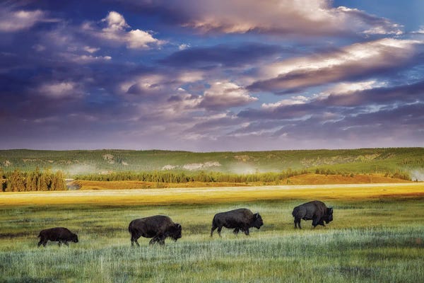 Bison & Buffaloes: Bufalo Train by Dennis Frates