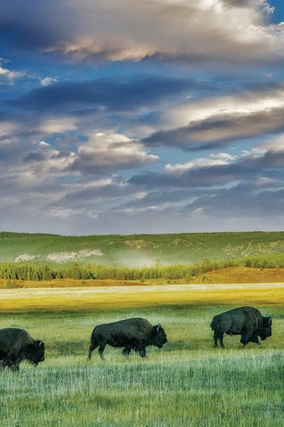 Bison & Buffaloes: Bufalo Train II by Dennis Frates