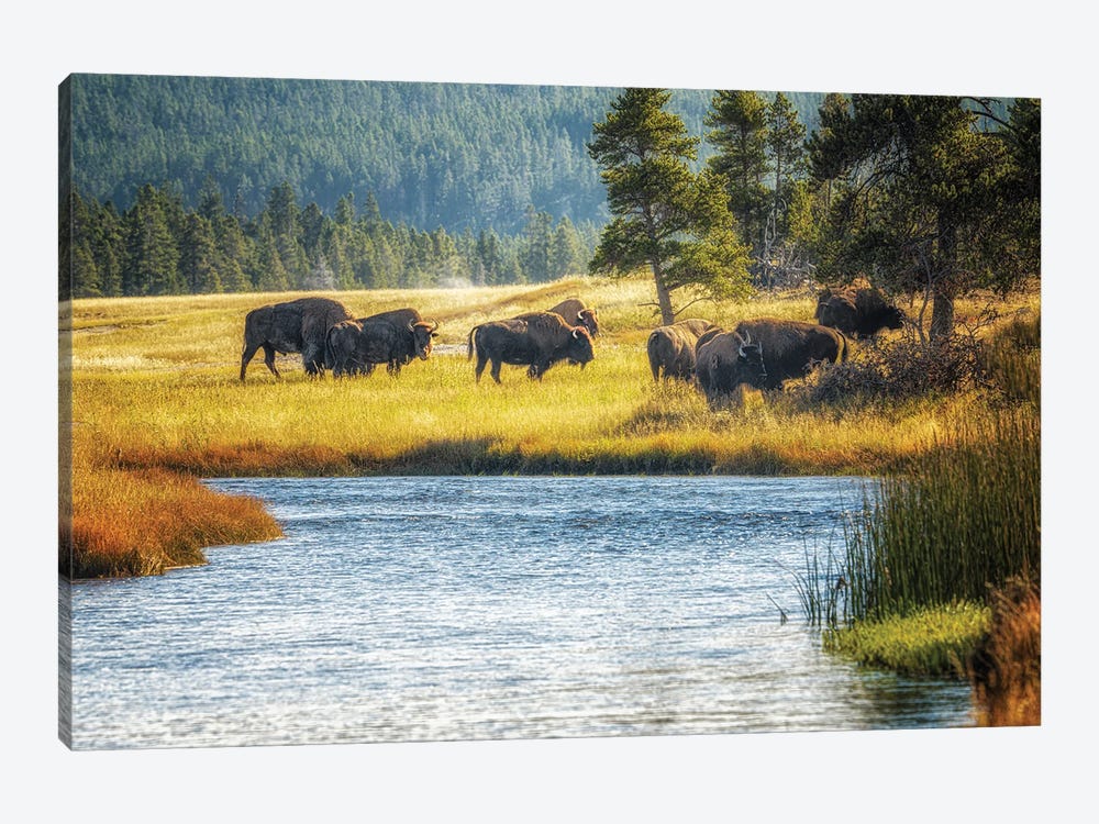 Buffalo And Stream by Dennis Frates 1-piece Canvas Print