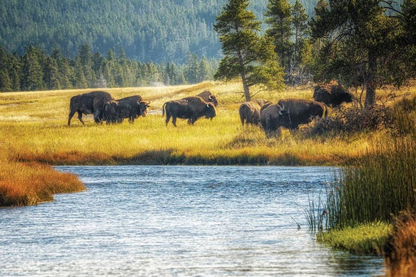 Bison & Buffaloes: Buffalo And Stream by Dennis Frates