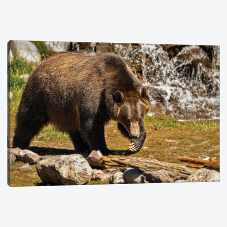 Grizzly Bear III Canvas Print #DEN1768} by Dennis Frates Canvas Artwork