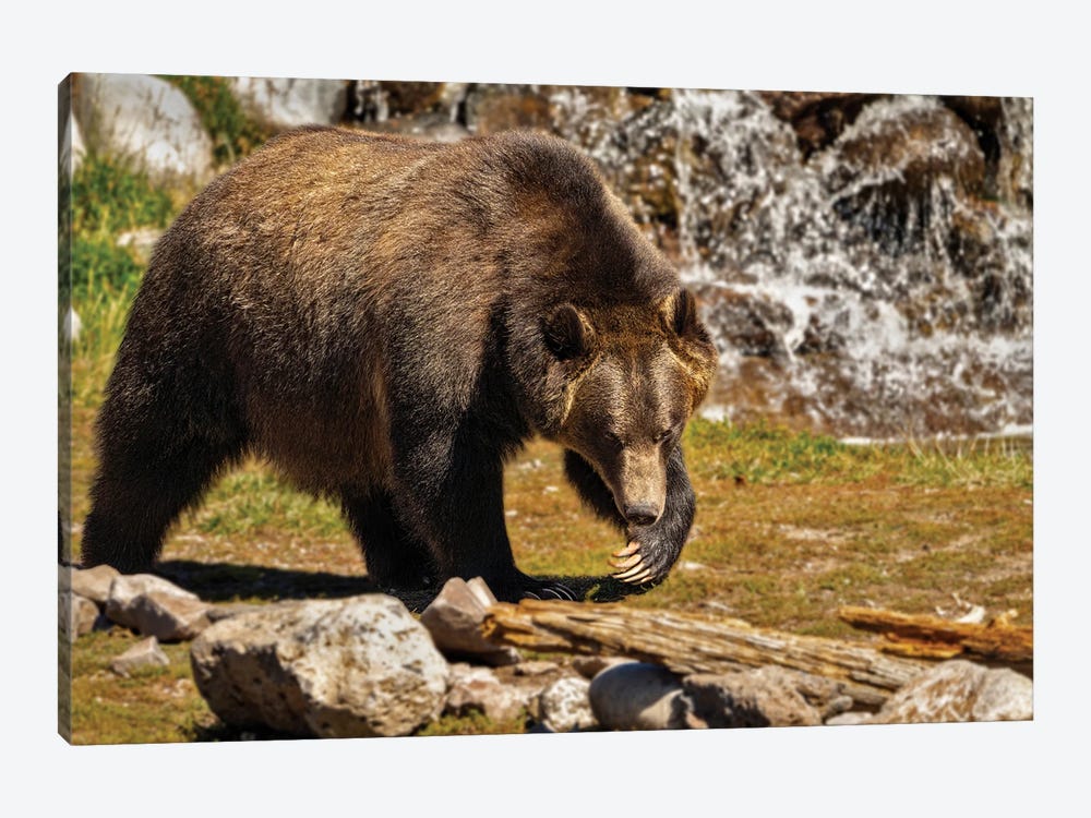 Grizzly Bear III by Dennis Frates 1-piece Canvas Wall Art
