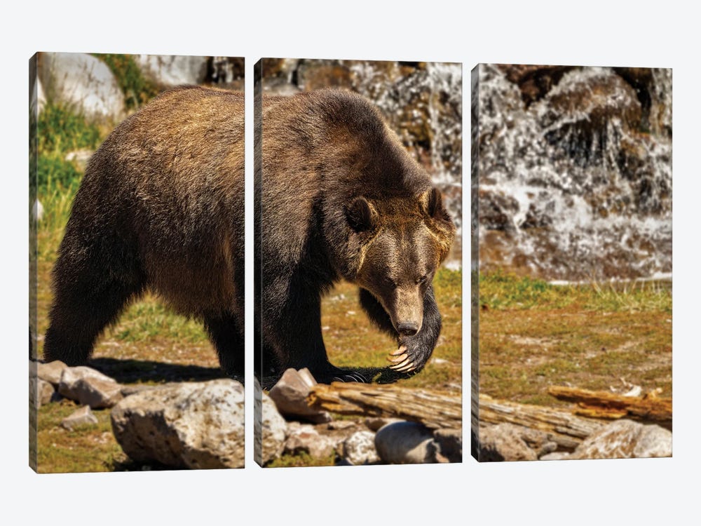 Grizzly Bear III by Dennis Frates 3-piece Canvas Art