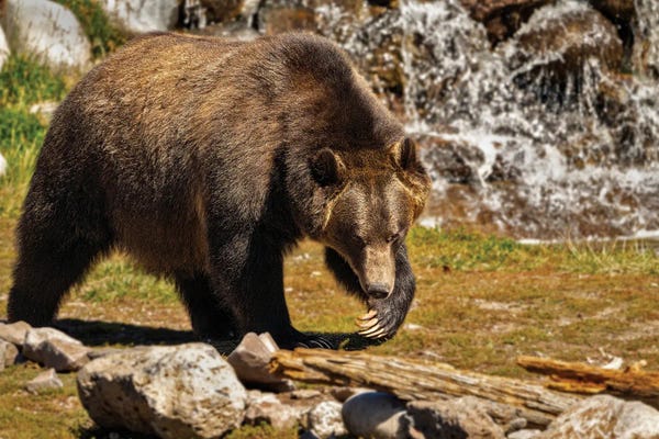 Grizzly Bears: Grizzly Bear III by Dennis Frates