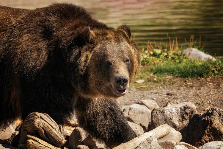 Grizzly Bear IV by Dennis Frates canvas print