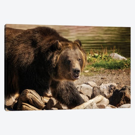 Grizzly Bear IV Canvas Print #DEN1769} by Dennis Frates Canvas Art