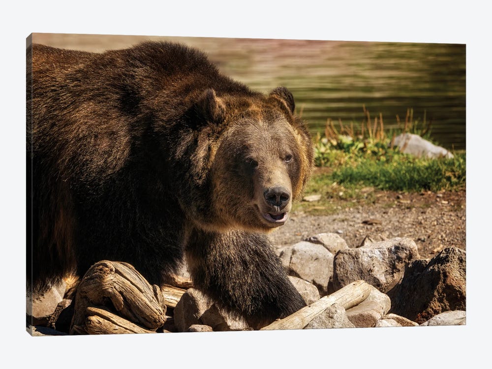 Grizzly Bear IV by Dennis Frates 1-piece Canvas Art Print