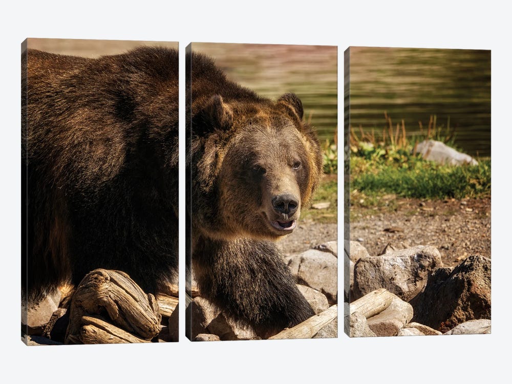Grizzly Bear IV by Dennis Frates 3-piece Art Print
