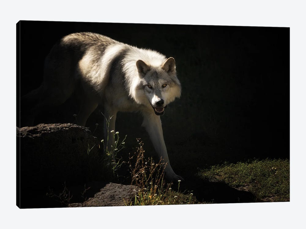 Wild Wolf II by Dennis Frates 1-piece Canvas Artwork