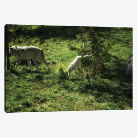 Wild Wolves Canvas Print #DEN1774} by Dennis Frates Canvas Wall Art