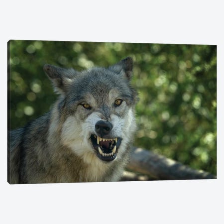 Angry Wolf Canvas Print #DEN1775} by Dennis Frates Canvas Art