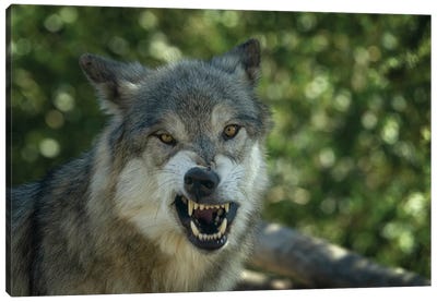 Angry Wolf Canvas Art Print - Wolf Art