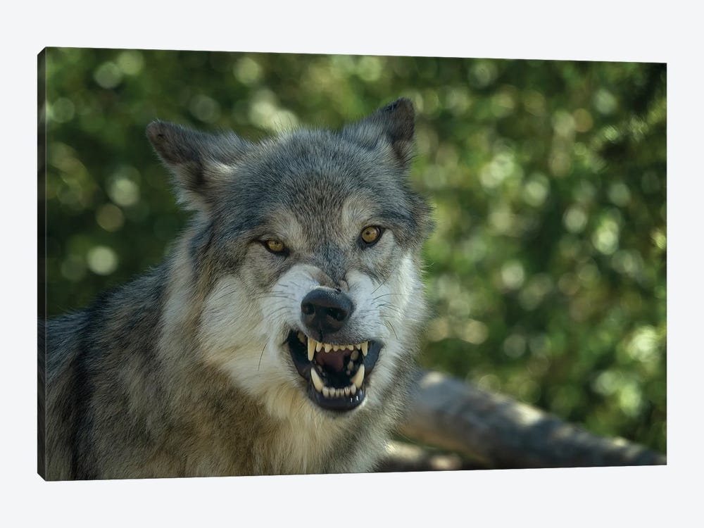 Angry Wolf by Dennis Frates 1-piece Canvas Art