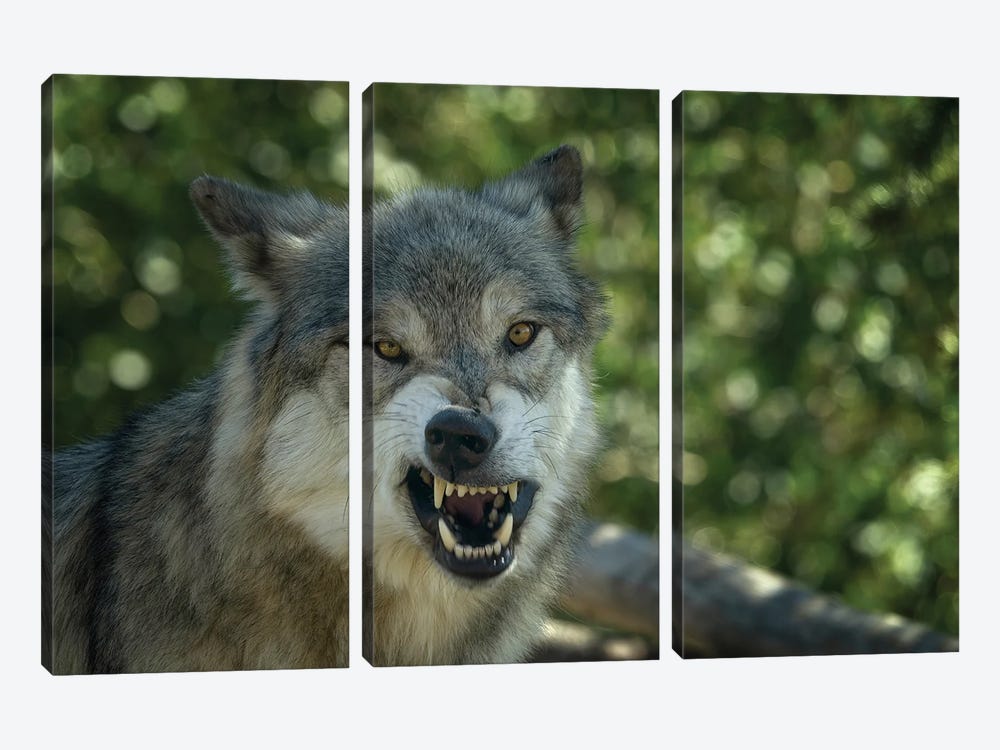 Angry Wolf by Dennis Frates 3-piece Canvas Wall Art