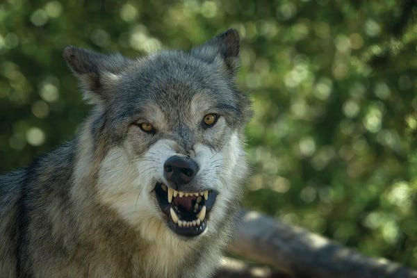 Wolves: Angry Wolf by Dennis Frates