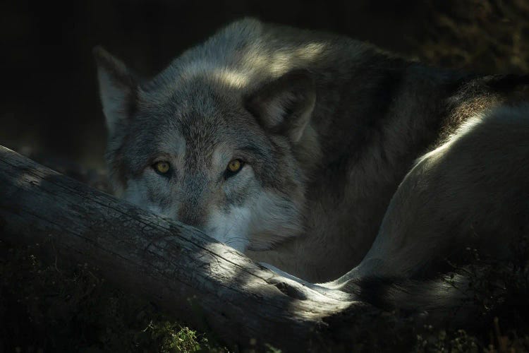 Wild Wolf III