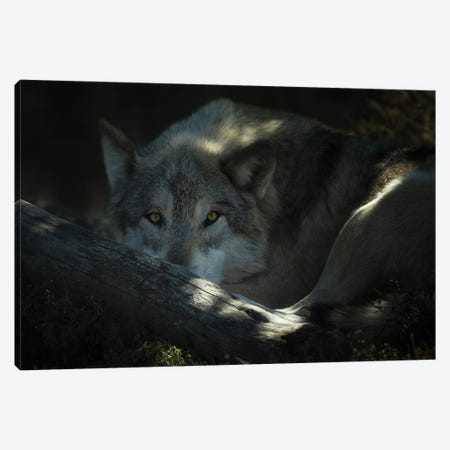 Wild Wolf III Canvas Print #DEN1776} by Dennis Frates Canvas Artwork