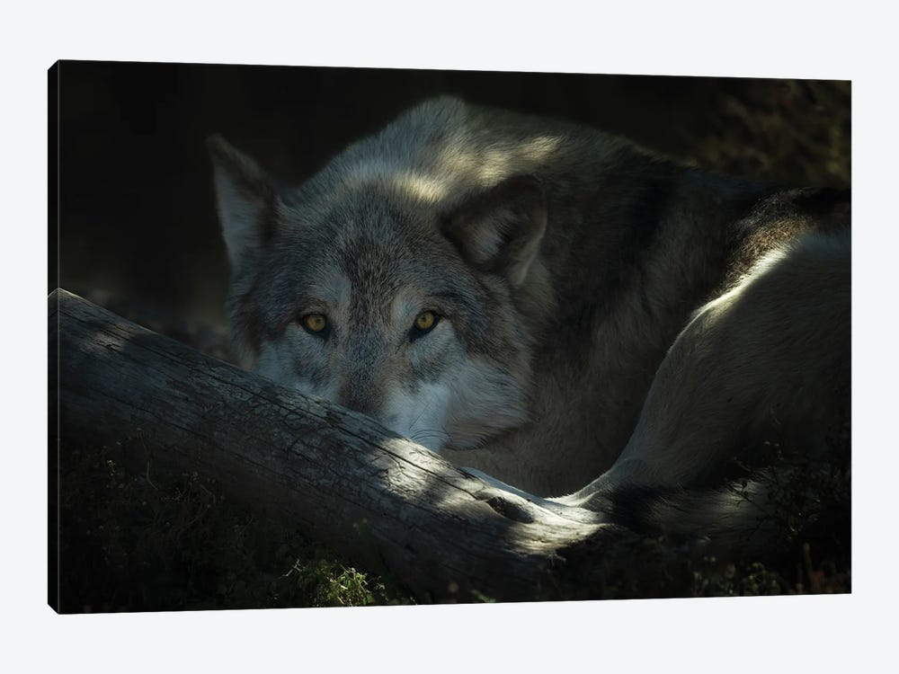 Wild Wolf III by Dennis Frates 1-piece Canvas Print