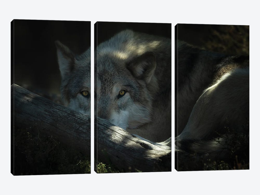 Wild Wolf III by Dennis Frates 3-piece Canvas Print