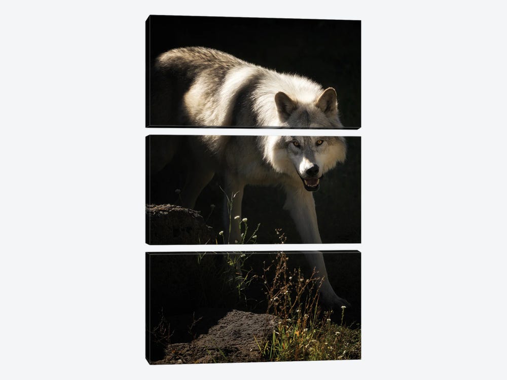 Lone Wolf by Dennis Frates 3-piece Canvas Wall Art