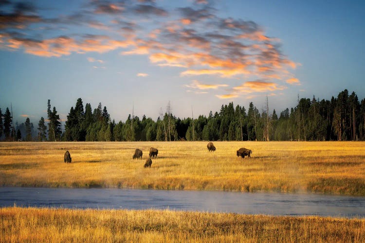 Buffalo Meadow Sunrise