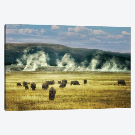 Thermal Buffalo Herd Canvas Print #DEN1782} by Dennis Frates Canvas Artwork