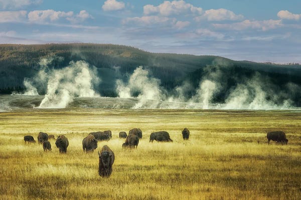 Bison & Buffaloes: Thermal Buffalo Herd by Dennis Frates
