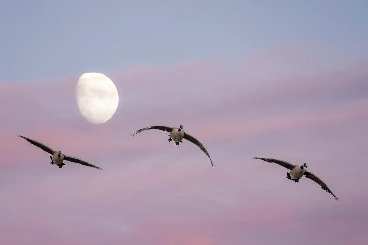 Geese , Moon And Sunset