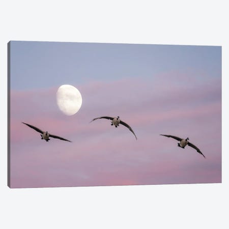 Geese , Moon And Sunset Canvas Print #DEN1786} by Dennis Frates Canvas Art Print
