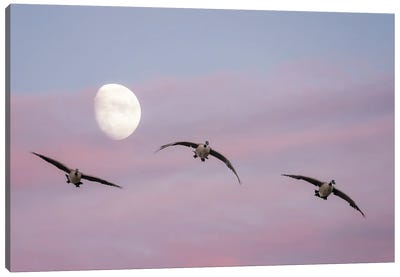 Geese , Moon And Sunset Canvas Art Print - Dennis Frates