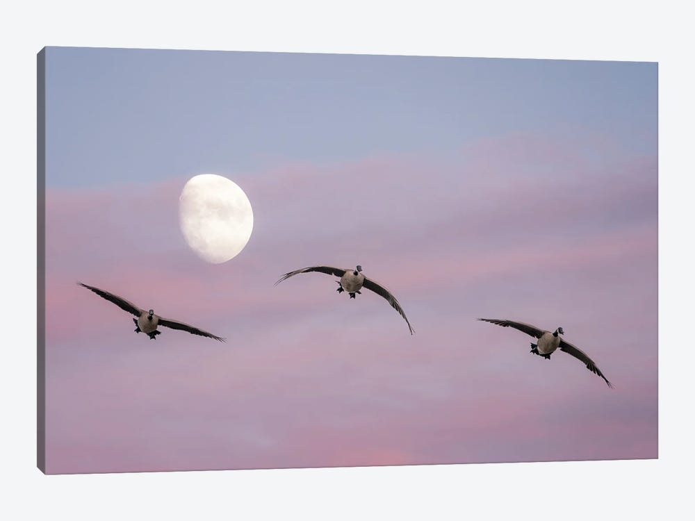 Geese , Moon And Sunset by Dennis Frates 1-piece Canvas Art