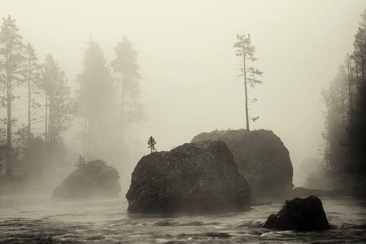 Lone Foggy Tree