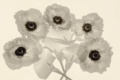 Flower Display by Dennis Frates canvas print