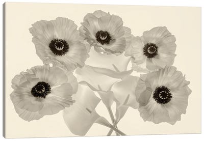 Flower Display Canvas Art Print - Dennis Frates